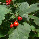 Crataegus chlorocarpa. Верхушка побега с соплодием. Красноярский край, окр. г. Красноярск, заповедник \"Столбы\", смешанный лес, обочина дороги. 13.08.2018.