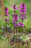 Pedicularis verticillata