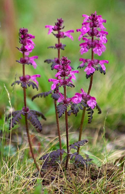 Изображение особи Pedicularis verticillata.