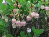 Vaccinium uliginosum. Соцветия. Окр. Архангельска, болото. 10.06.2014.