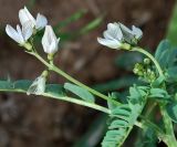 Astragalus guttatus