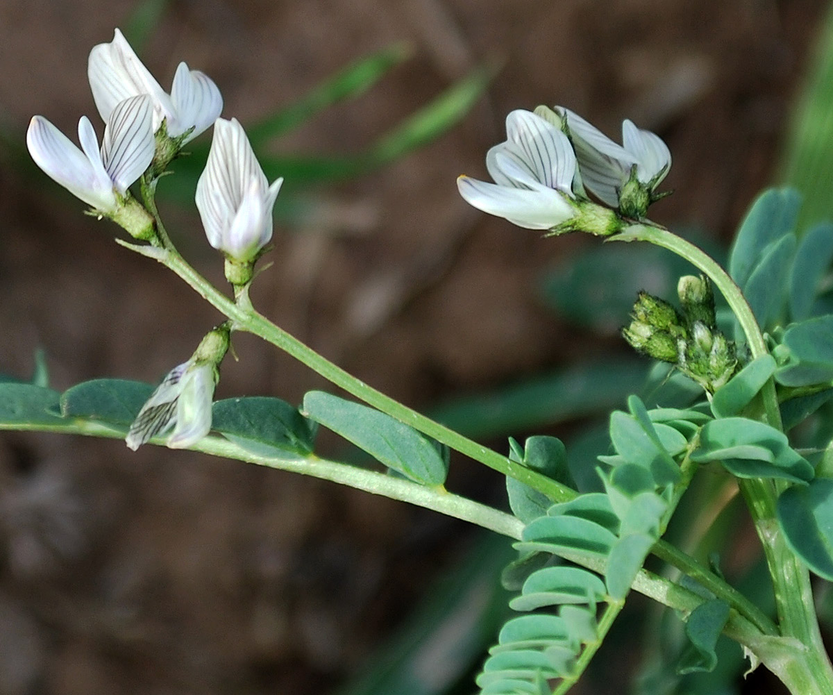 Изображение особи Astragalus guttatus.