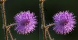 Mimosa pudica