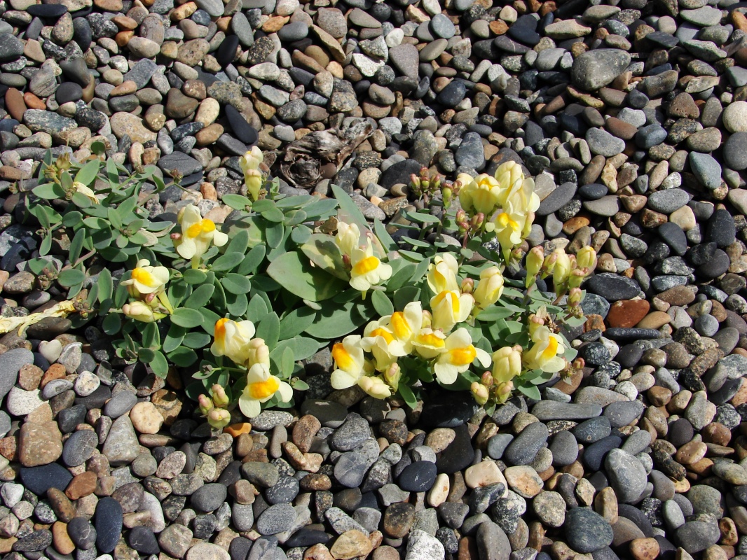 Image of Linaria japonica specimen.