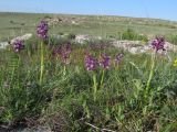 Anacamptis morio ssp. caucasica