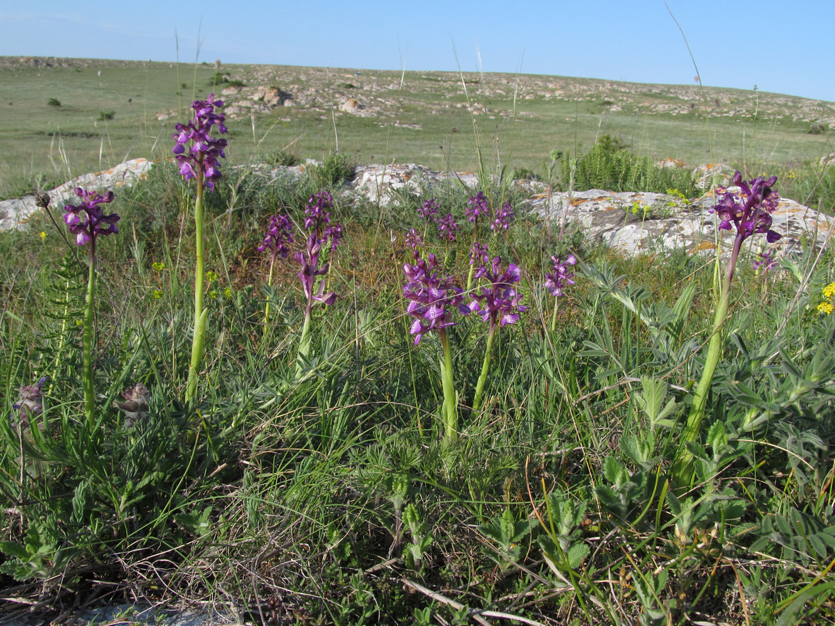 Image of Anacamptis morio ssp. caucasica specimen.