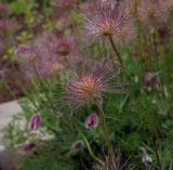 Pulsatilla vulgaris