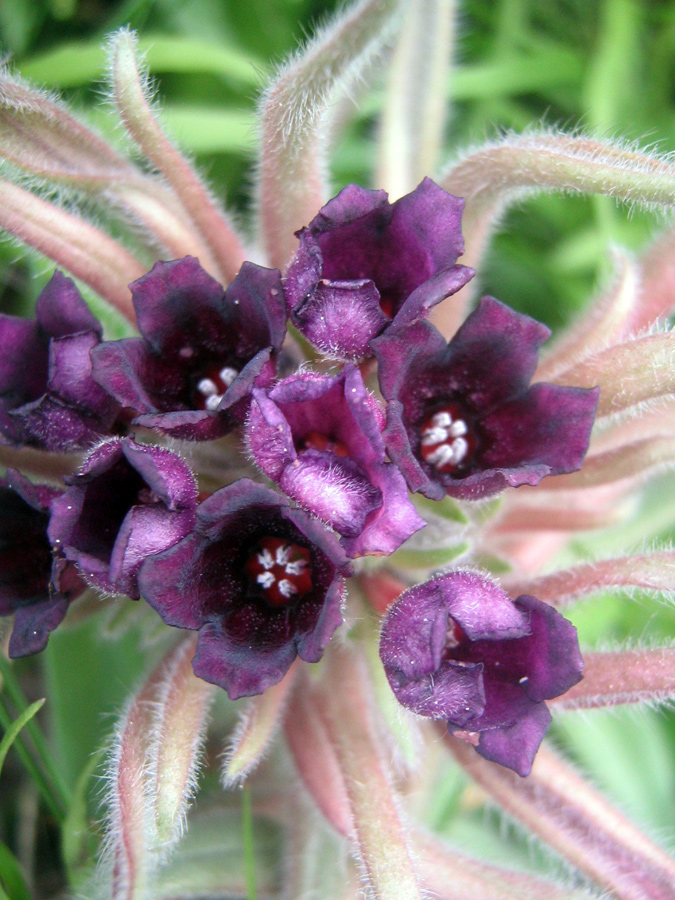 Image of Macrotomia euchroma specimen.