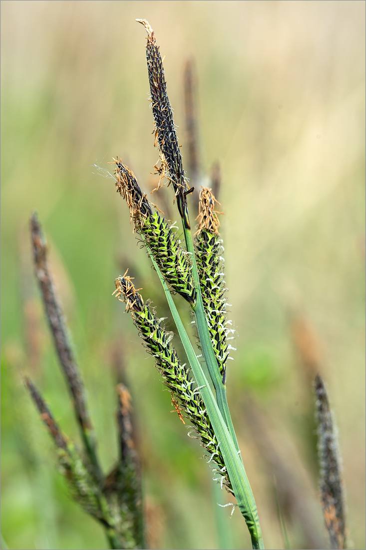 Изображение особи Carex cespitosa.