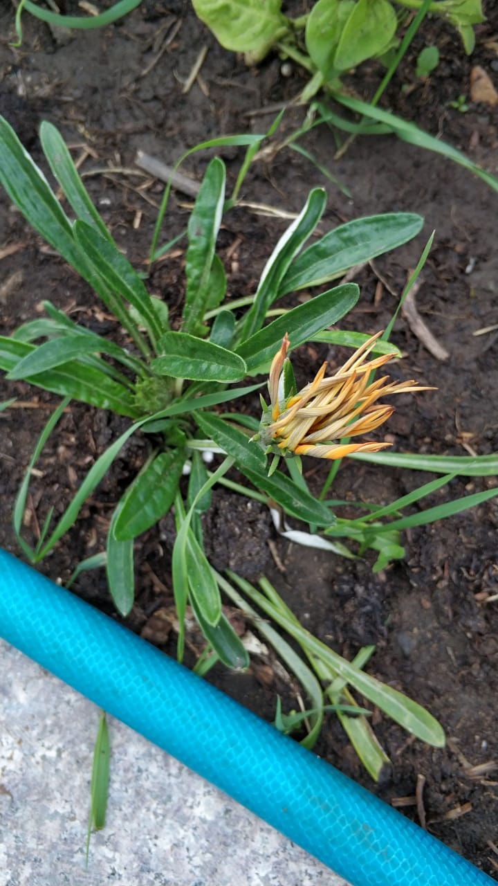 Image of genus Gazania specimen.