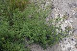 Medicago sativa