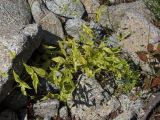 Stellaria fenzlii. Плодоносящее растение. Магаданская обл., окр. г. Магадан, п-ов Старицкого, руч. Холодный, на берегу среди камней. 28.07.2019.