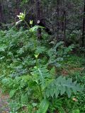 Cirsium oleraceum