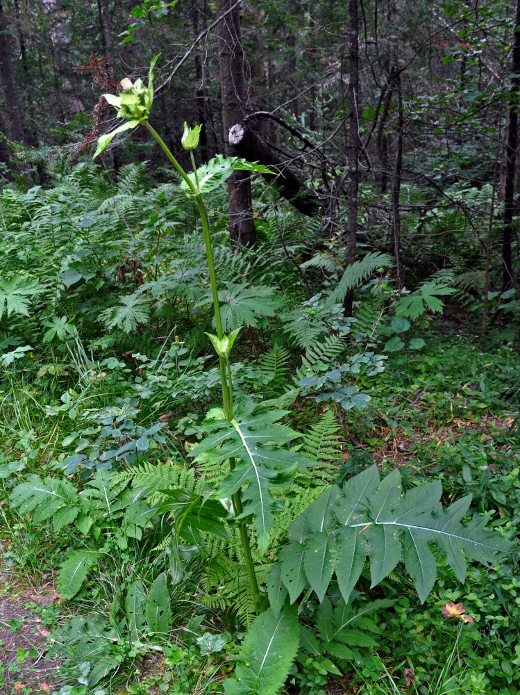 Image of Cirsium oleraceum specimen.