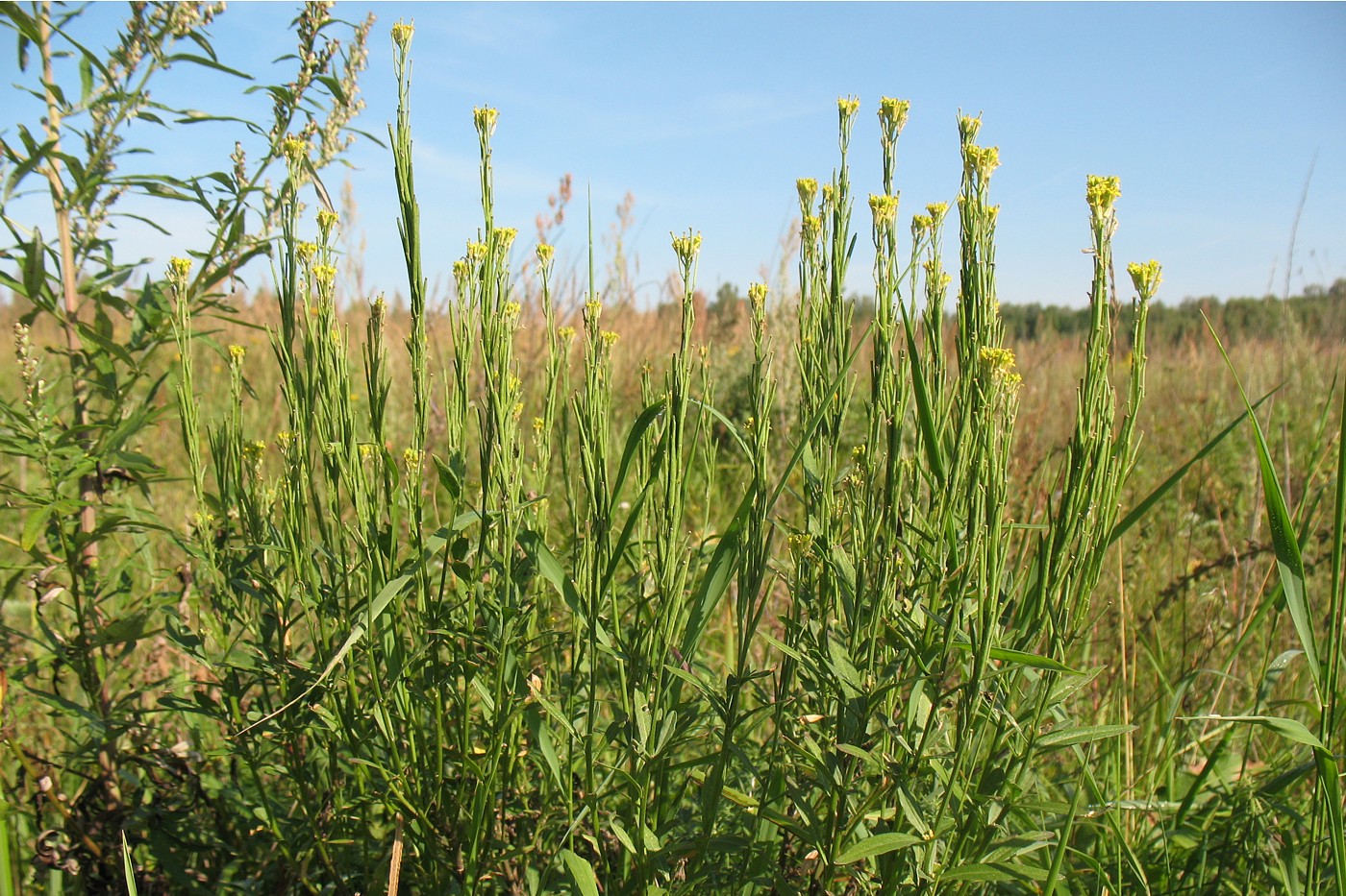 Image of Erysimum hieraciifolium specimen.