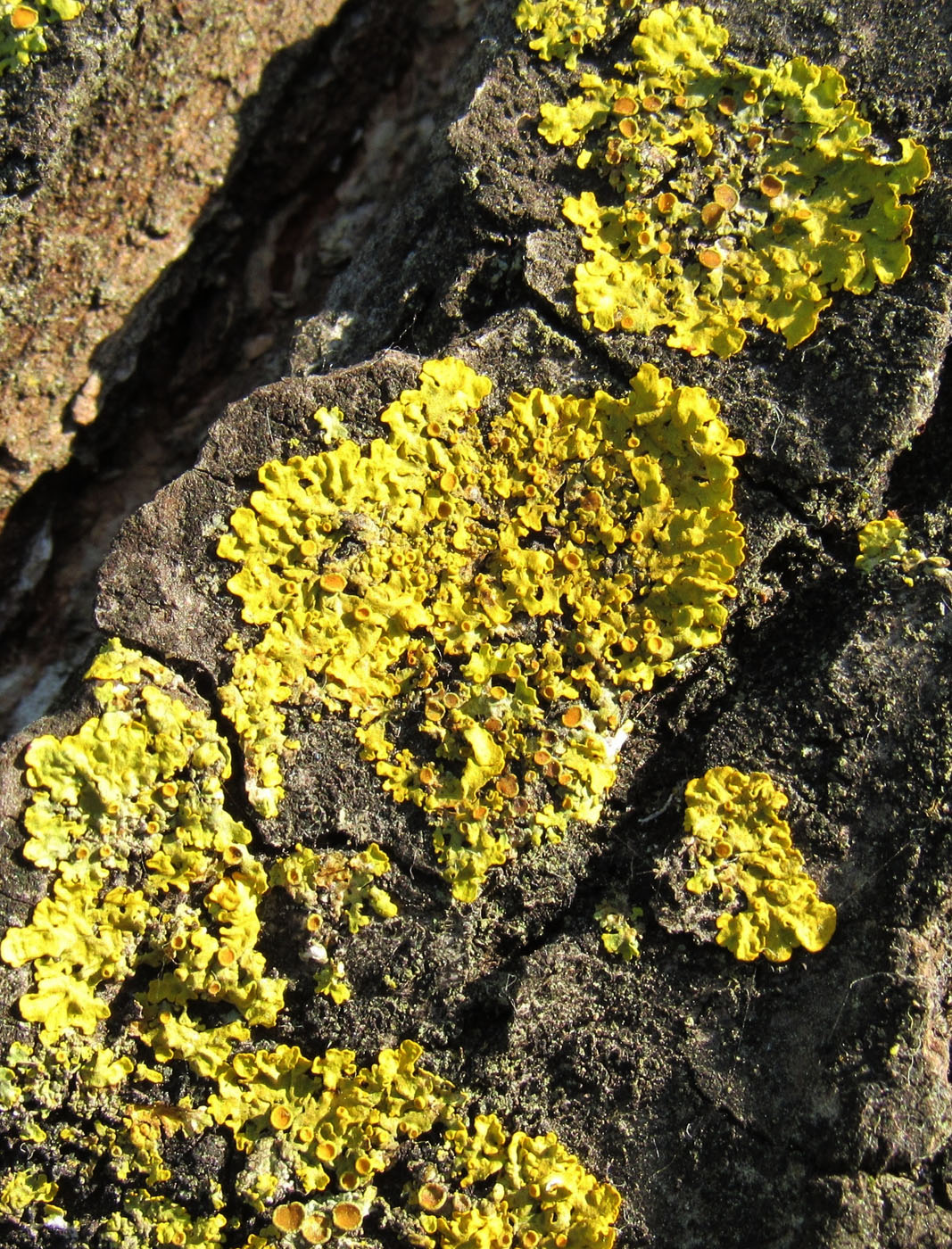 Image of Xanthoria parietina specimen.