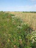 Tripleurospermum inodorum. Растения на краю поля. Пензенская обл., Спасский р-н, с. Ново-Зубово. 03.07.2010.