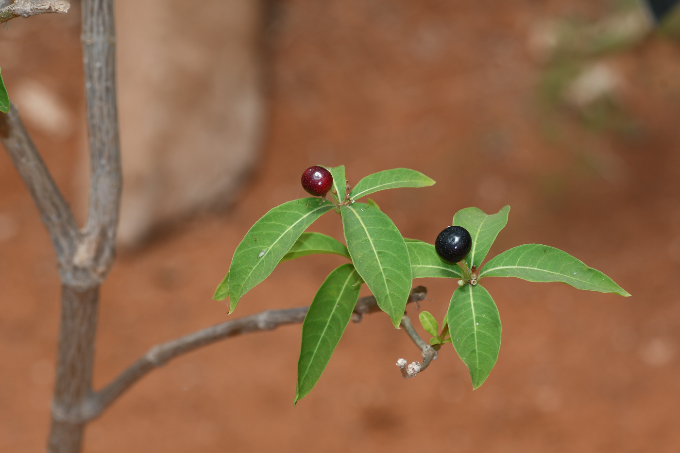 Изображение особи Rauvolfia tetraphylla.