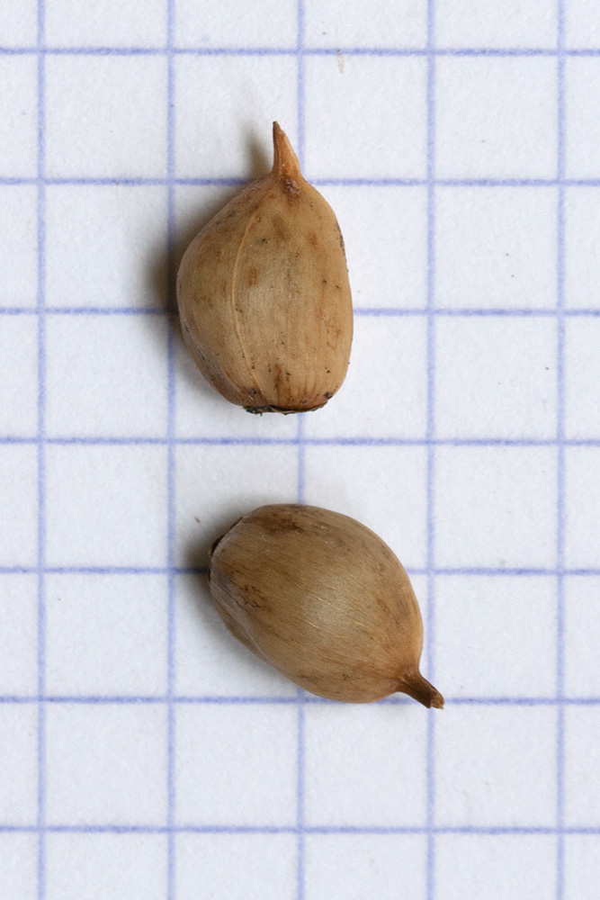 Image of Calystegia spectabilis specimen.