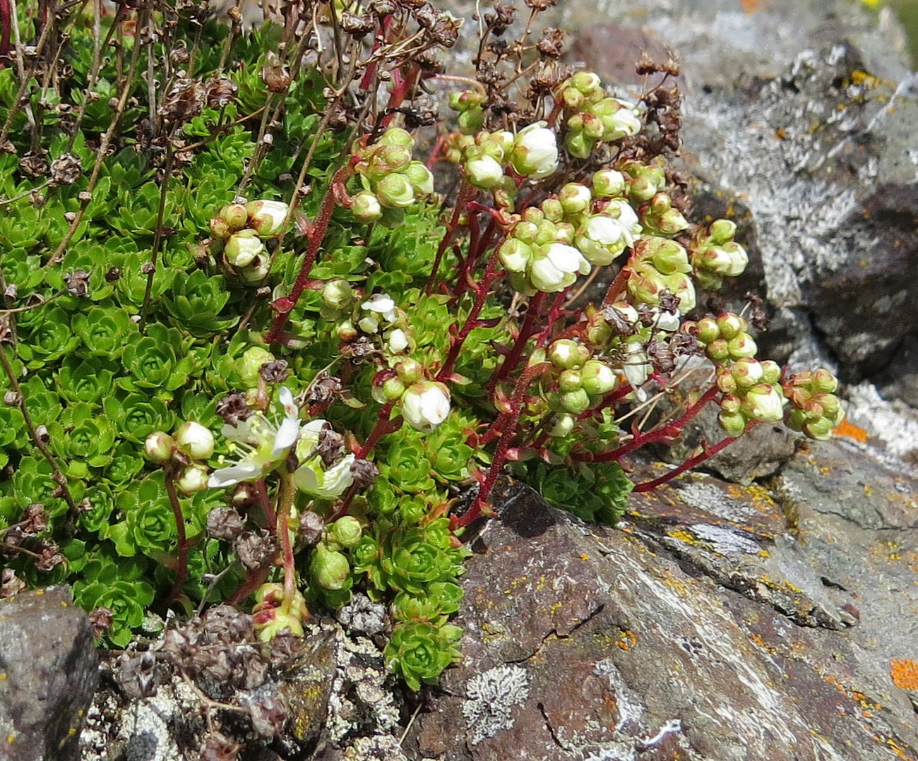 Image of Saxifraga kruhsiana specimen.