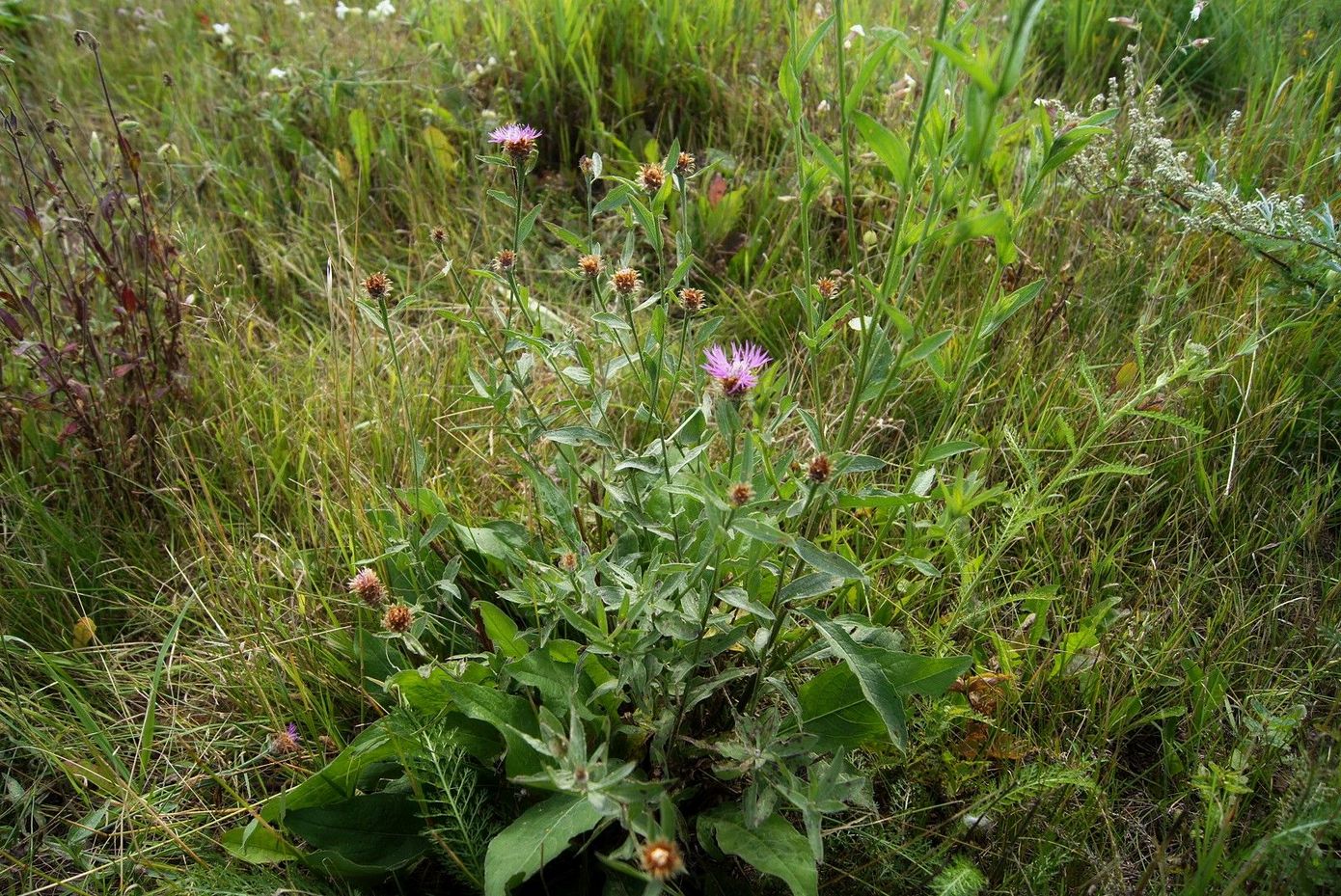 Image of Centaurea × similata specimen.