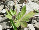 Pilosella aurantiaca