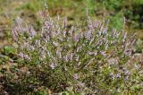 Calluna vulgaris