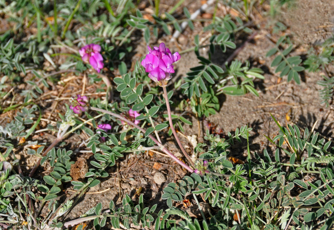 Image of Hedysarum gmelinii specimen.