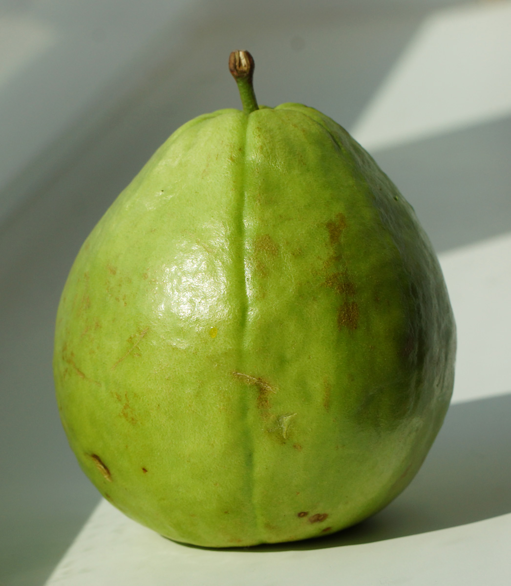 Image of Psidium guajava specimen.