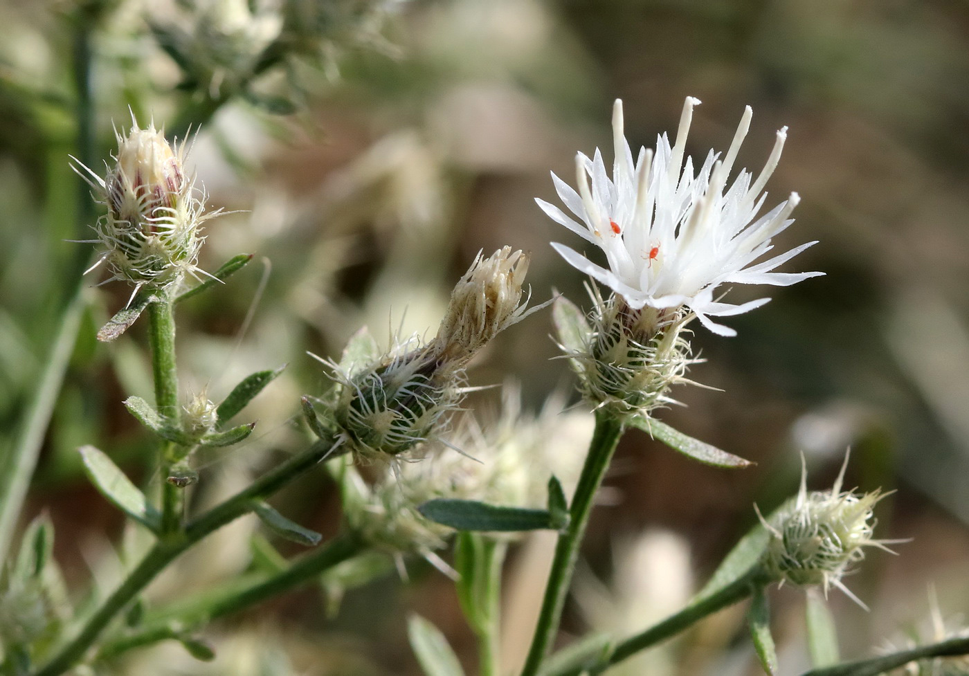 Image of Centaurea diffusa specimen.