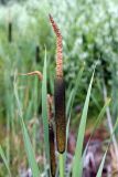 Typha latifolia. Верхушка побега с соплодием. Карельский перешеек, окр. Сертолово, на просеке газопровода. 14.07.2019.