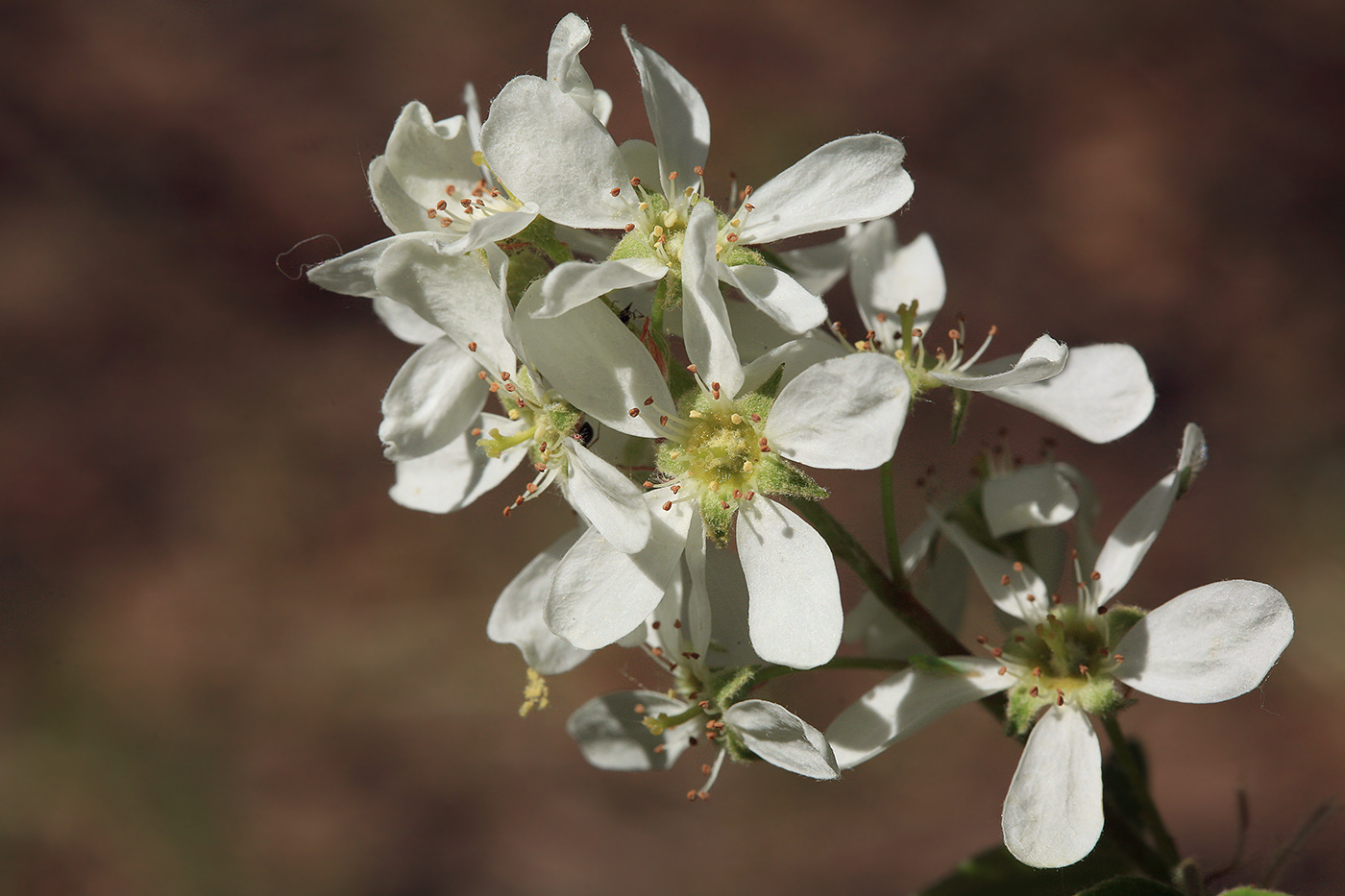 Изображение особи Amelanchier spicata.