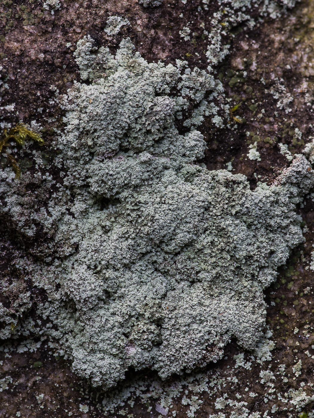 Image of genus Lepraria specimen.
