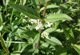 Ligustrum vulgare. Часть побега с соцветием и сидящим пауком. Кыргызстан, Чуйская обл., южная окраина г. Бишкек, газон. 25.05.2019.