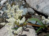 Aconogonon alpinum. Верхушка побега с соцветием. Кыргызстан, Чуйская обл., Аламудунский р-н, долина р. Ала-Арча, пойма. 27.05.2019.