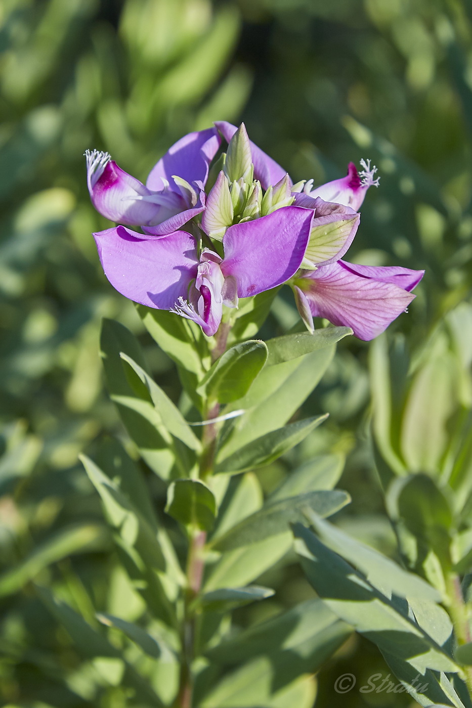 Image of Polygala myrtifolia specimen.