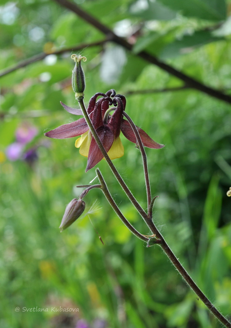 Изображение особи Aquilegia oxysepala.