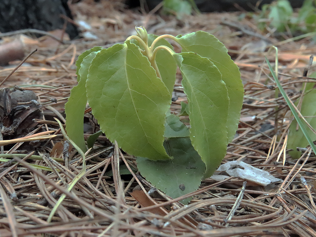 Изображение особи Orthilia secunda.