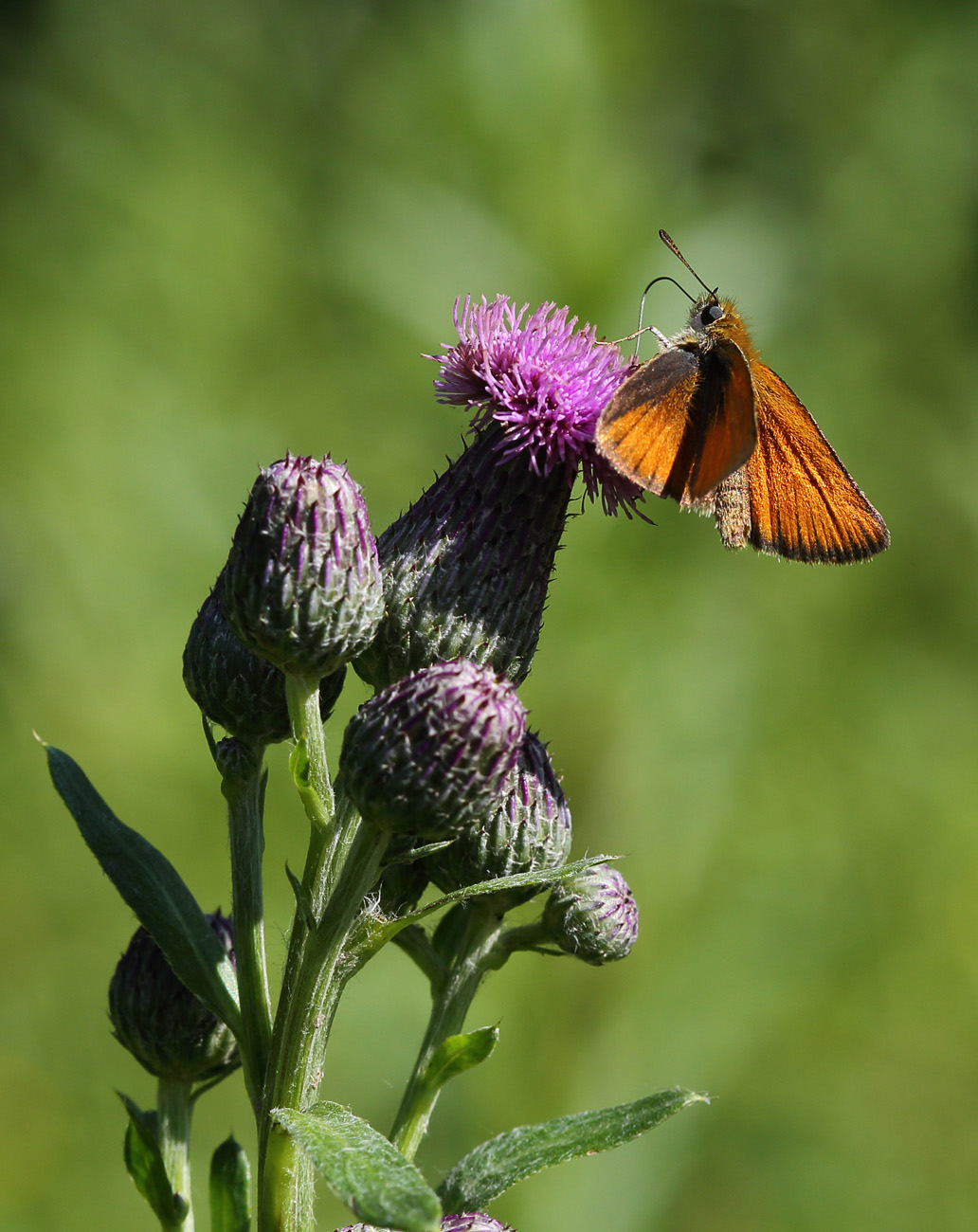 Изображение особи род Cirsium.