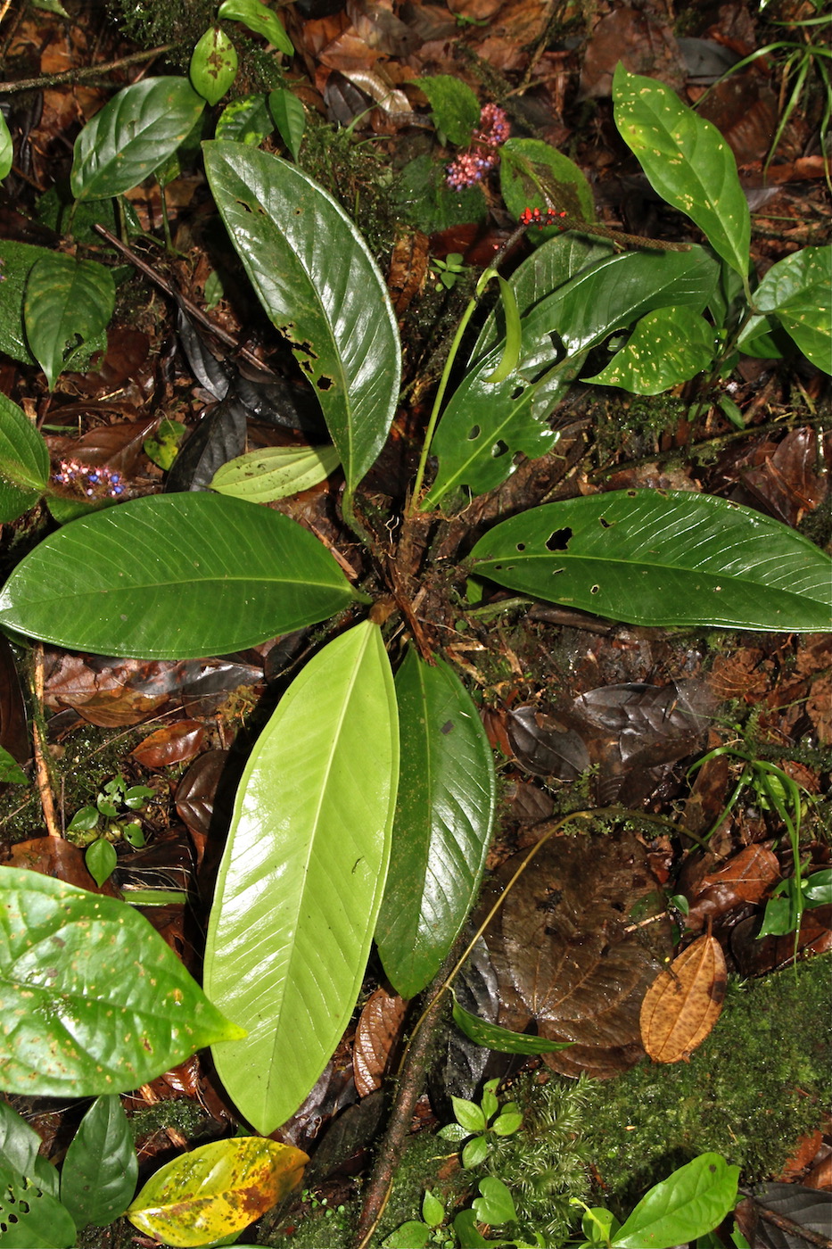 Изображение особи Anthurium pageanum.