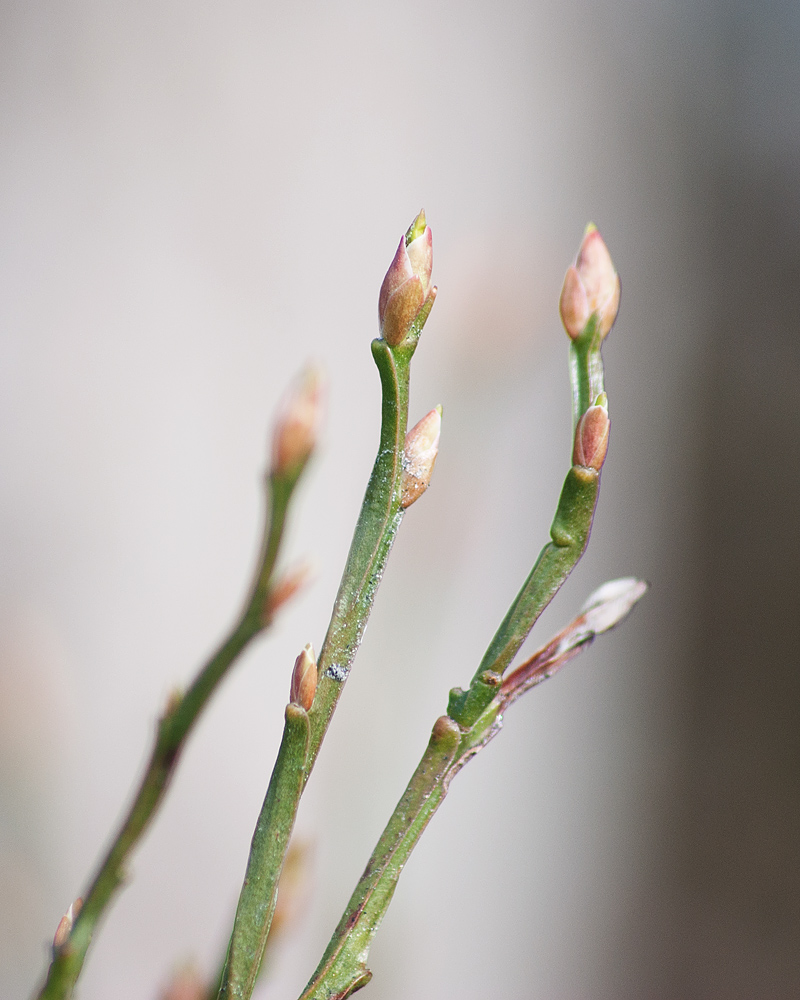 Image of Vaccinium myrtillus specimen.