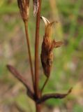 Gentianella lingulata