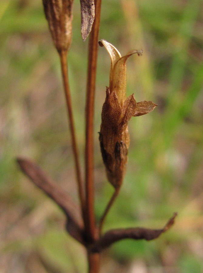 Image of Gentianella lingulata specimen.