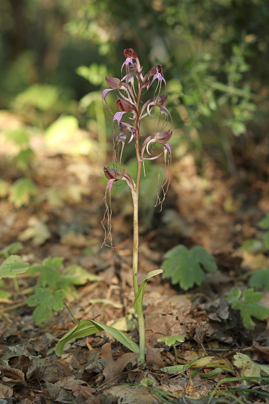 Image of Himantoglossum comperianum specimen.