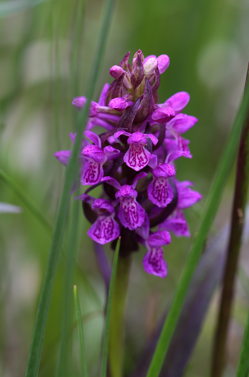 Изображение особи Dactylorhiza incarnata.