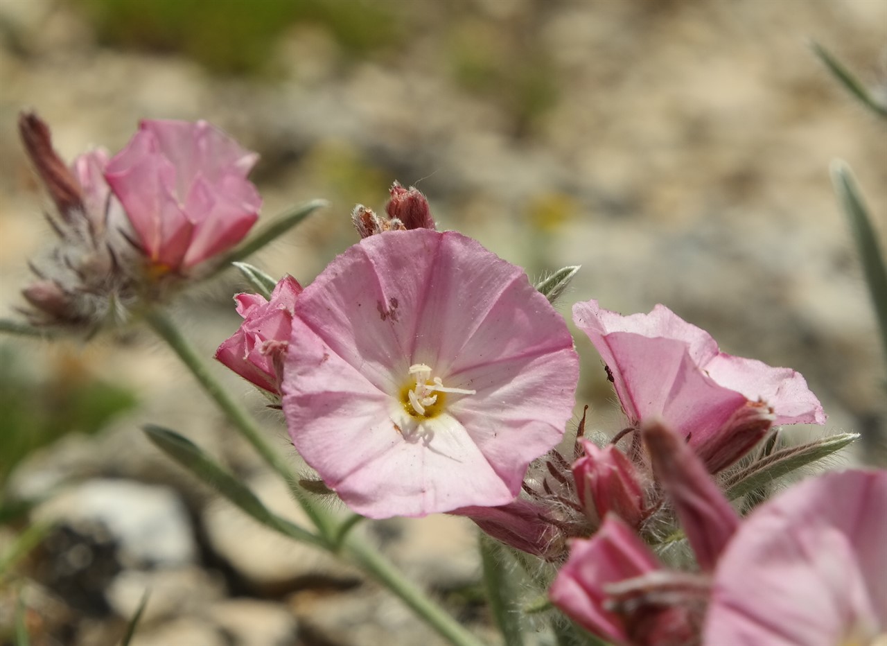 Изображение особи Convolvulus tauricus.