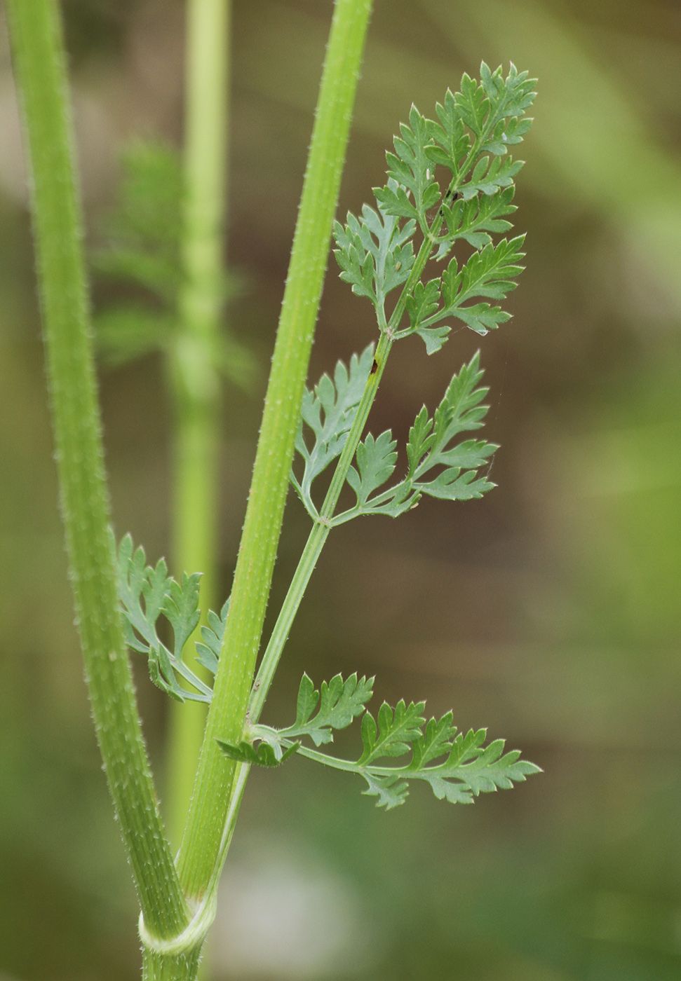 Изображение особи Daucus carota.