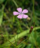 Dianthus deltoides. Цветок. Пермский край, г. Пермь, Кировский р-н, пос. Кировский, дол. р. Заборная, суходольный луг вдоль железнодорожной насыпи. 08.07.2020.