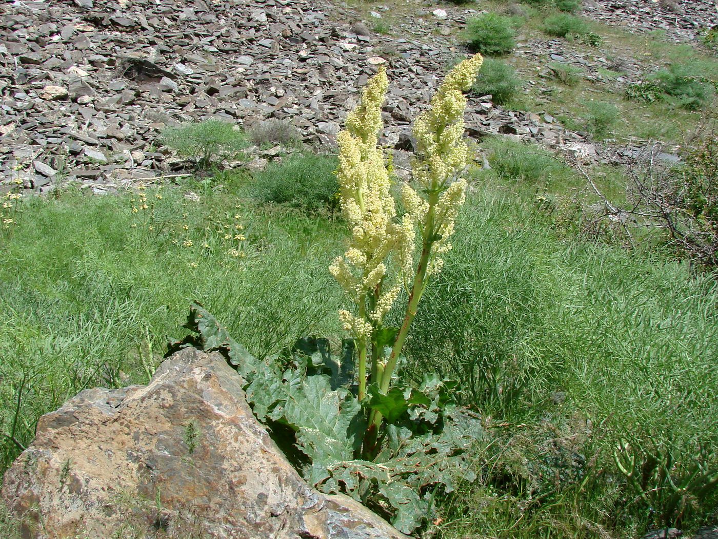 Image of Rheum cordatum specimen.