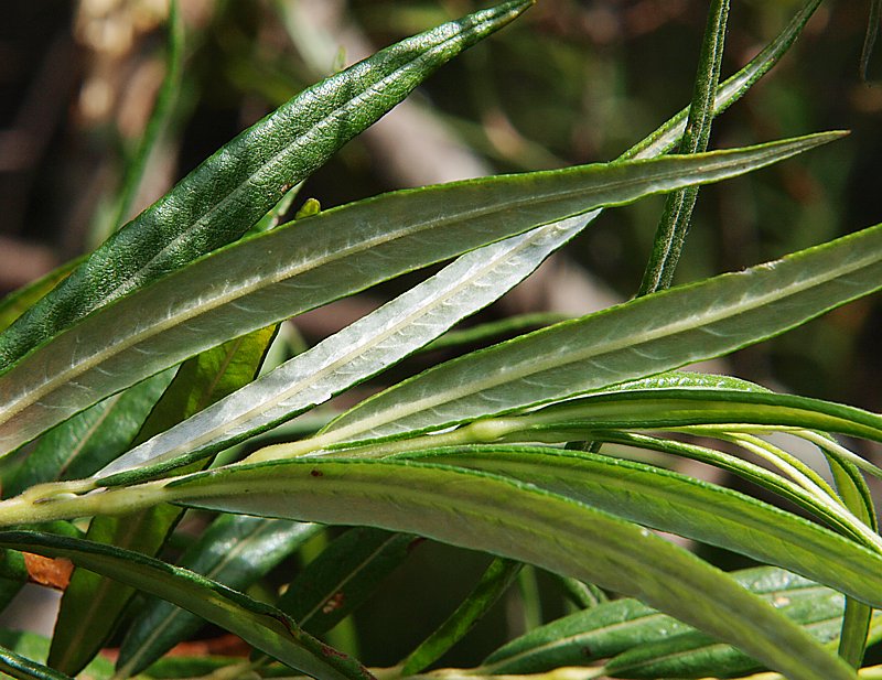 Image of Salix schwerinii specimen.